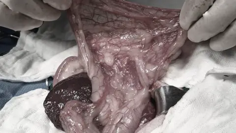 24시알파동물메디컬센터