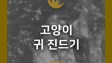 24시 송도 온 동물의료센터