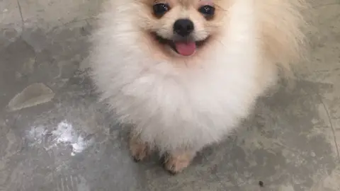 힐링독